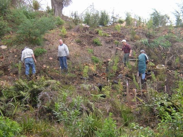 Planting. June 2004. Cambridge Tree Trust